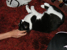 wp74c906db_0f.jpg